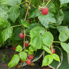 raspberries growing on bush