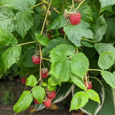 raspberries growing on bush