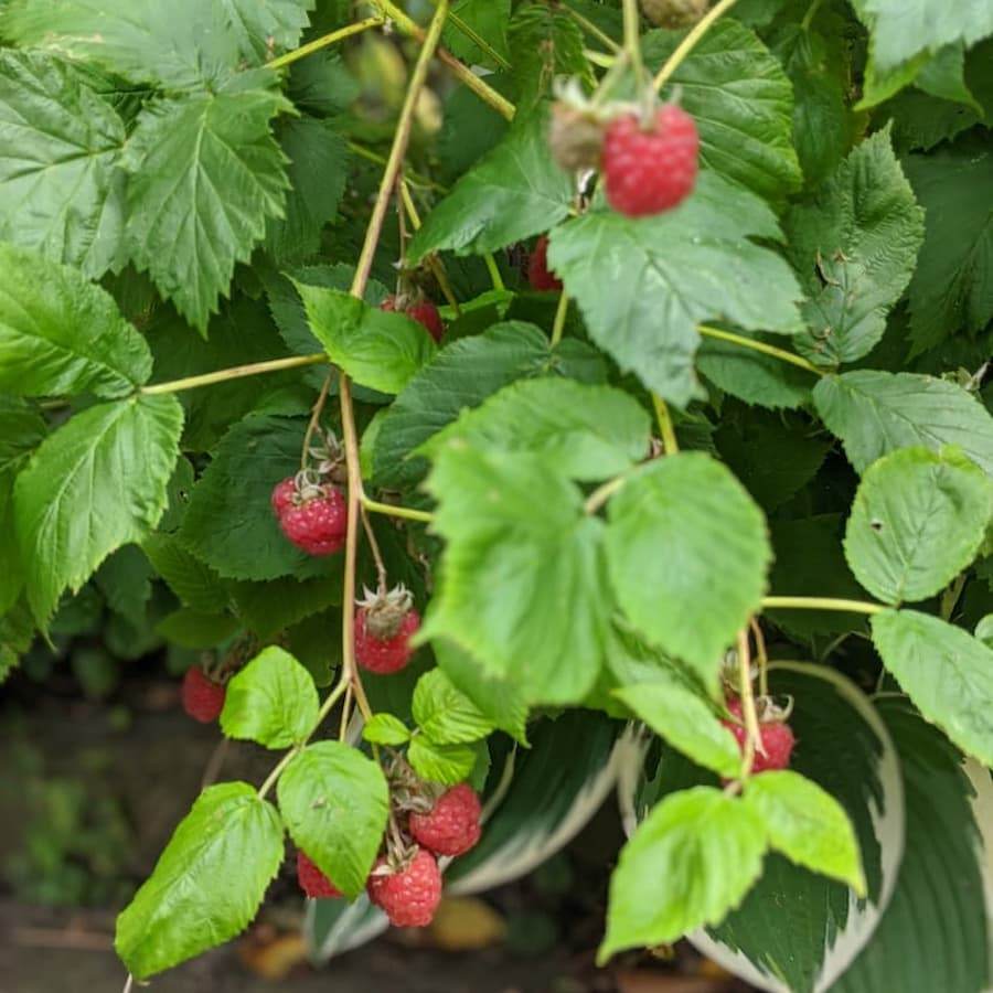 Raspberry Bush Gift - Fruit Tree Gift - Tree2mydoor