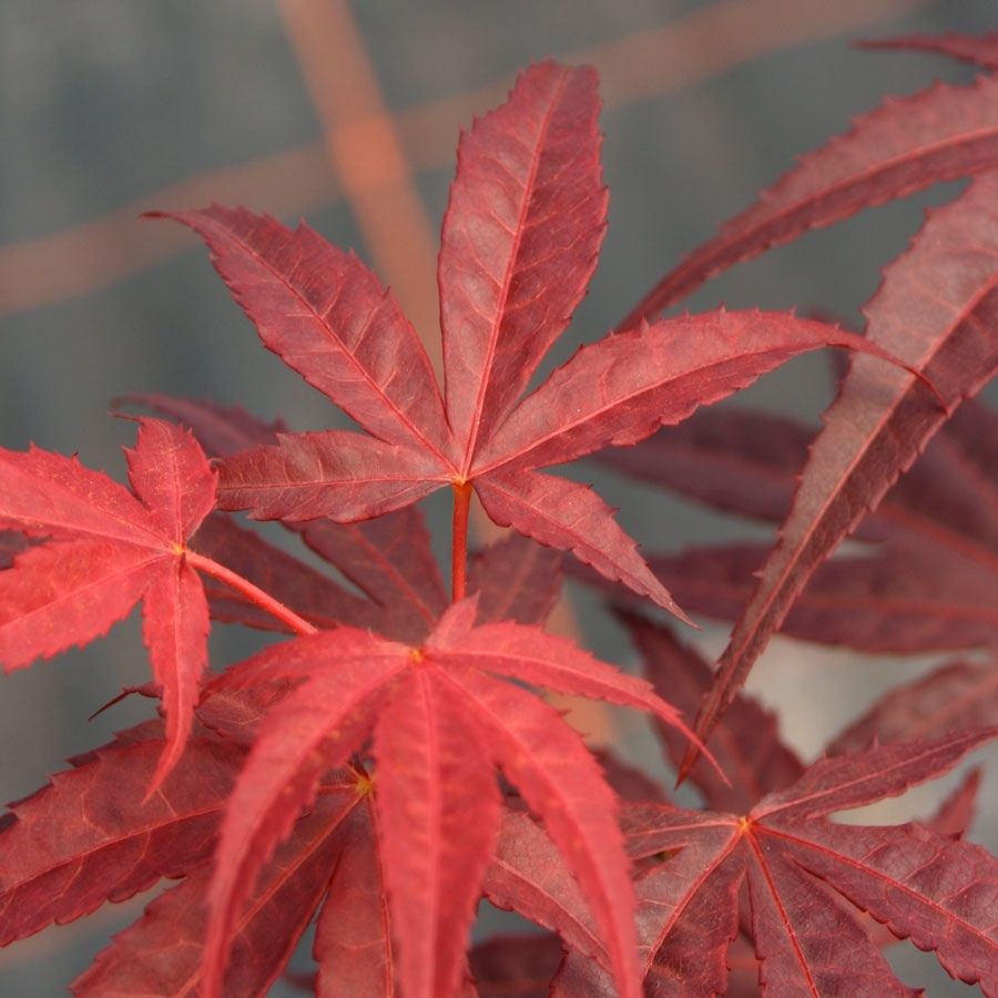 Red Japanese Maple Tree Gift