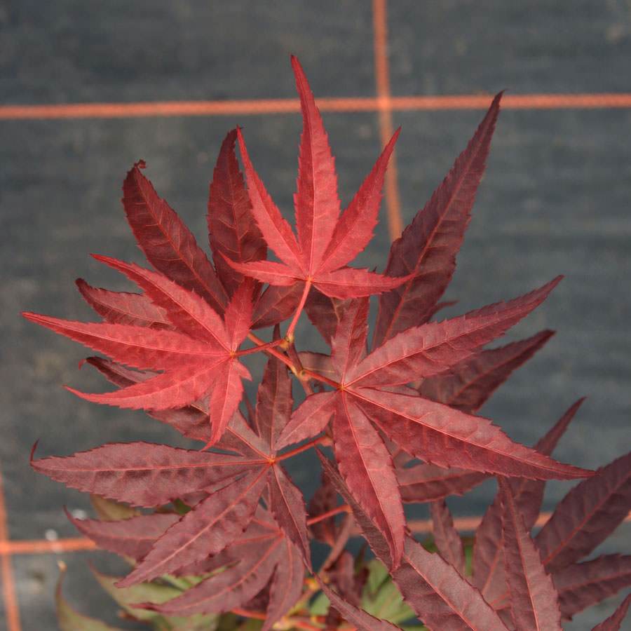 Enkan Japanese Maple Tree Gift - Acer Tree Gift - Tree2mydoor