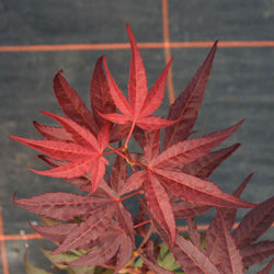 Enkan Japanese Maple Tree Gift - Acer Tree Gift - Tree2mydoor