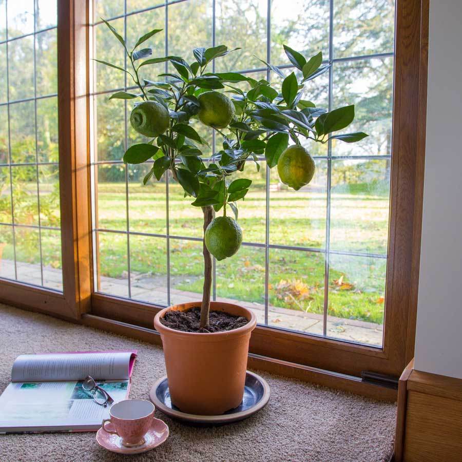 Red Lemon Tree Gift - Citrus Tree Gift - Tree2mydoor