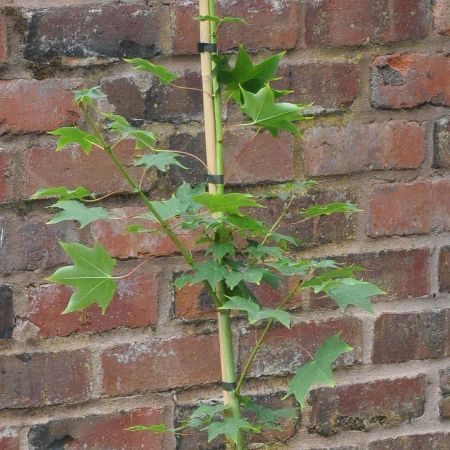 Red Rubrum Maple Tree - Gardeners Club - Tree2mydoor