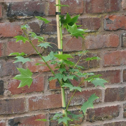 Red Rubrum Maple Tree - Gardeners Club - Tree2mydoor