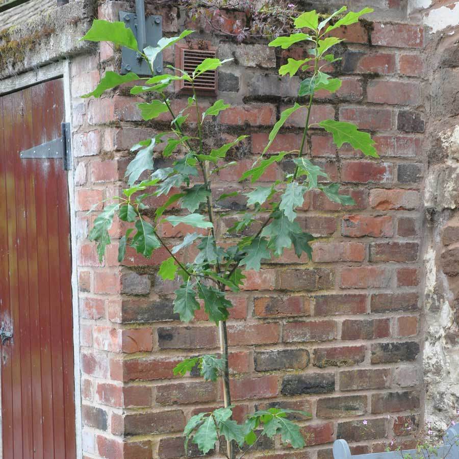 Red Oak Tree Gift - Gardeners Club - Tree2mydoor