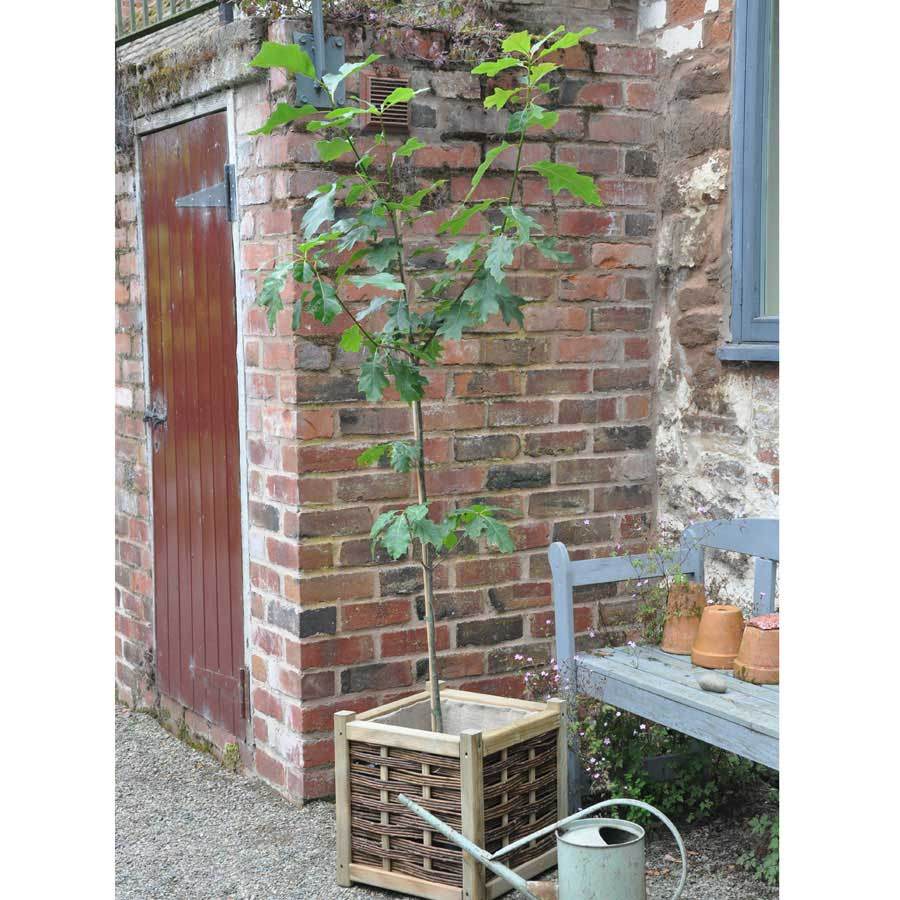 Red Oak Tree Gift - Gardeners Club - Tree2mydoor