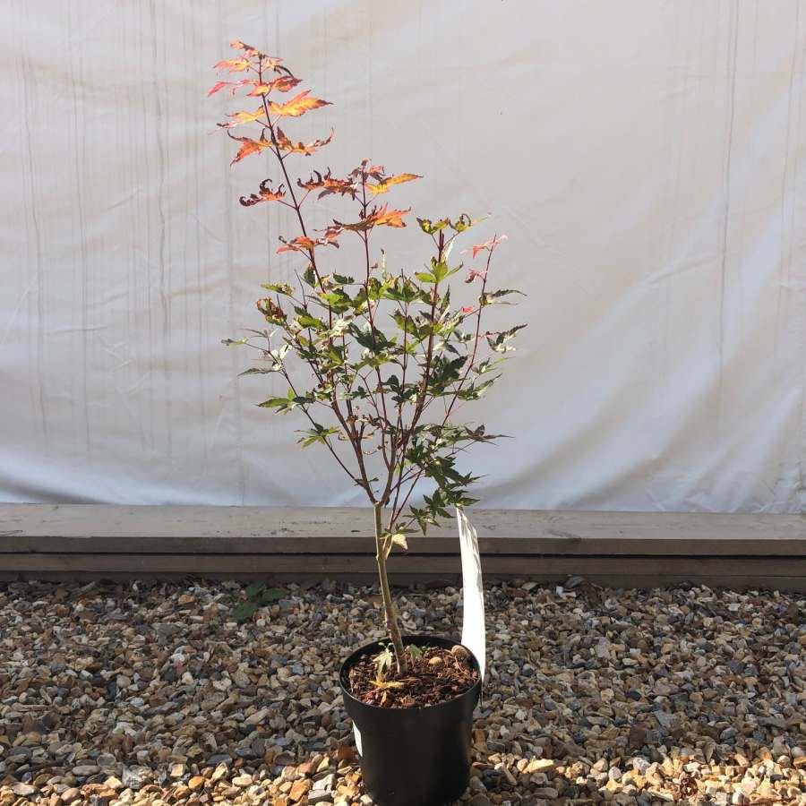 Red Wine Japanese Maple Tree for Sale
