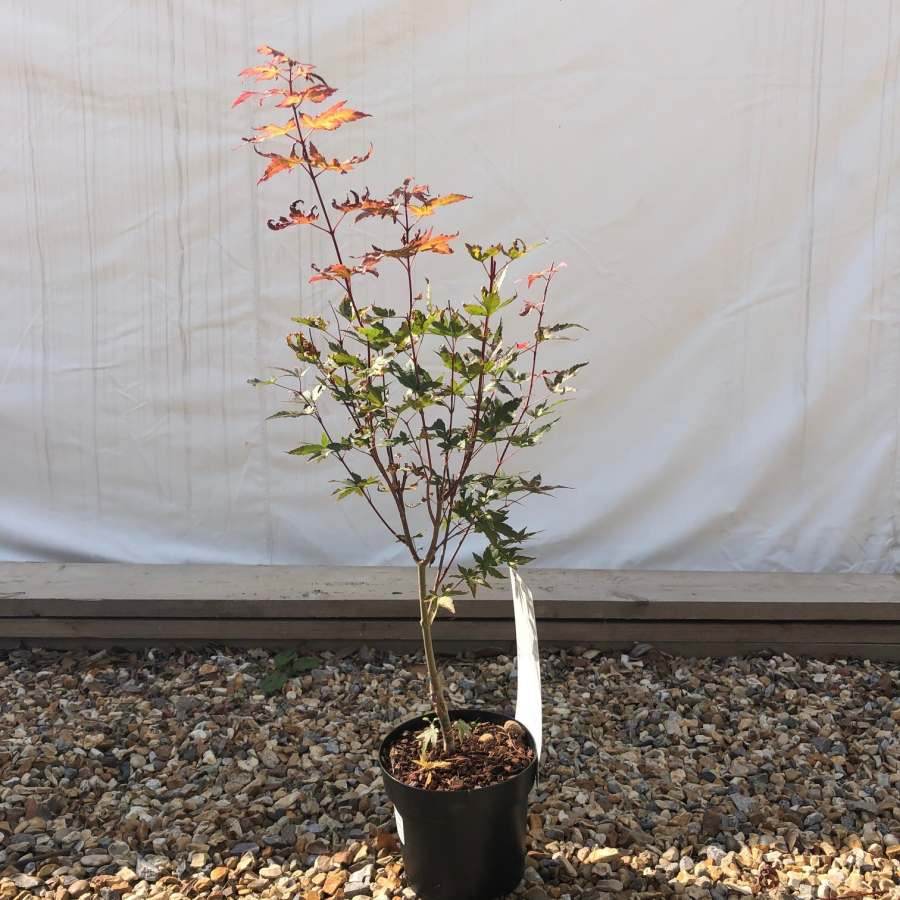 Red Wine Japanese Maple Tree Gift - Acer Tree Gift - Tree2mydoor