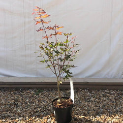 Red Wine Japanese Maple Tree Gift - Acer Tree Gift - Tree2mydoor
