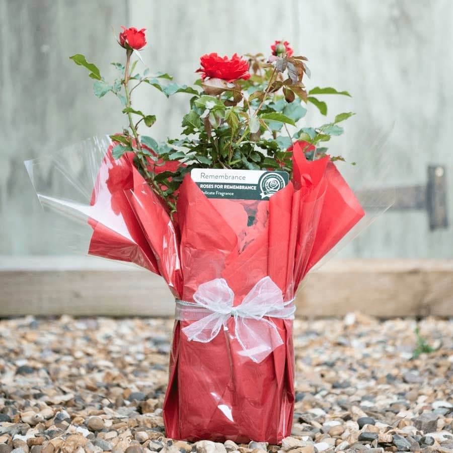 Remembrance Rose Bush Gift - Rose Bush Gift - Tree2mydoor