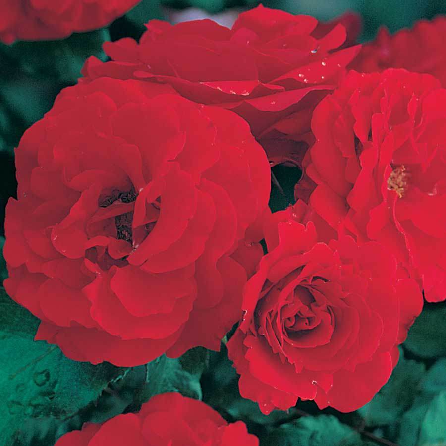 Remembrance Standard Rose Gift - Rose Bush Gift - Tree2mydoor