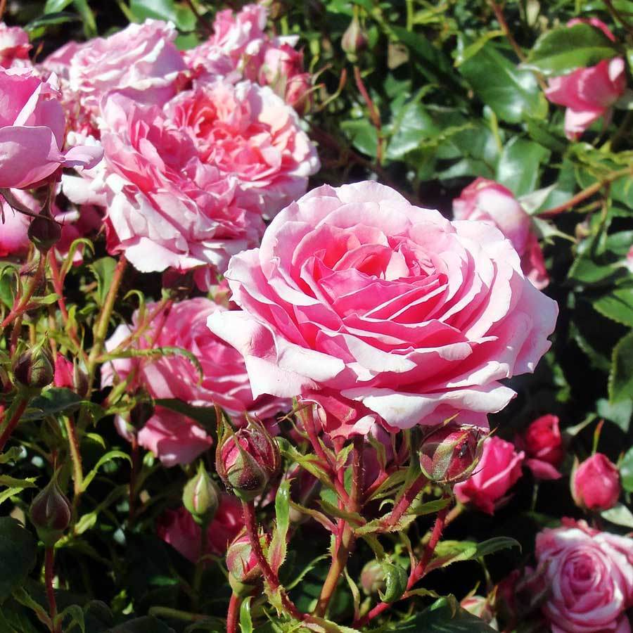 Happy Retirement Years Rose Bush - Rose Bush Gift - Tree2mydoor