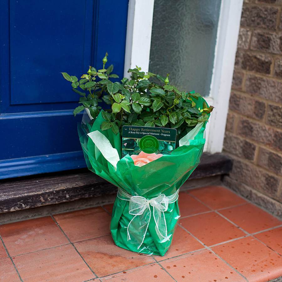 Happy Retirement Years Rose Bush - Rose Bush Gift - Tree2mydoor