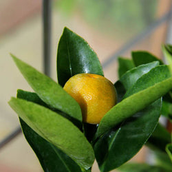 Calamondin Tree Gift - Citrus Tree Gift - Tree2mydoor