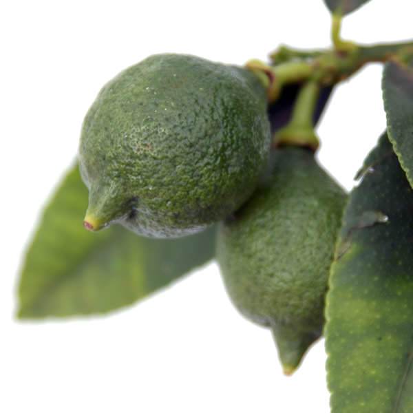 Lime Tree Gift - Citrus Tree Gift - Tree2mydoor