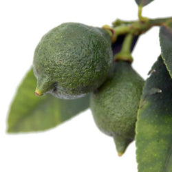 Lime Tree Gift - Citrus Tree Gift - Tree2mydoor