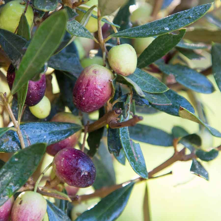 Christmas Olive Tree Gift Small (2L pot 50cm height) - Olive Tree Gift - Tree2mydoor