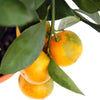Orange fruits growing on the tree