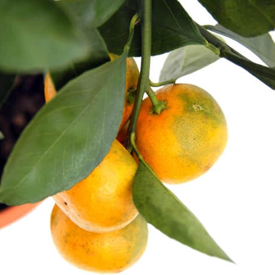 Orange Tree Gift - Citrus Tree Gift - Tree2mydoor