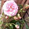 The buds and blooms of the Many Happy Returns Rose Bush