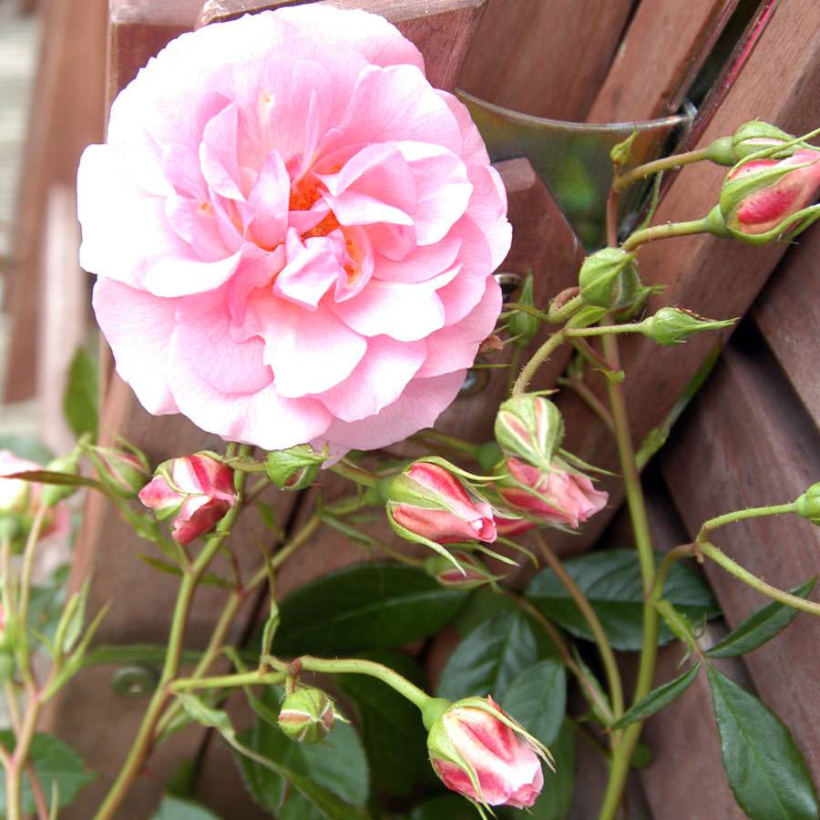 Many Happy Returns Rose Bush Gift - Rose Bush Gift - Tree2mydoor