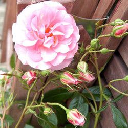 Many Happy Returns Rose Bush Gift - Rose Bush Gift - Tree2mydoor