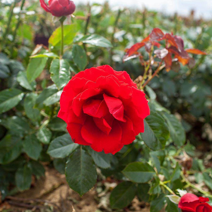 Ruby 40th Anniversary Rose Gift - Rose Bush Gift - Tree2mydoor