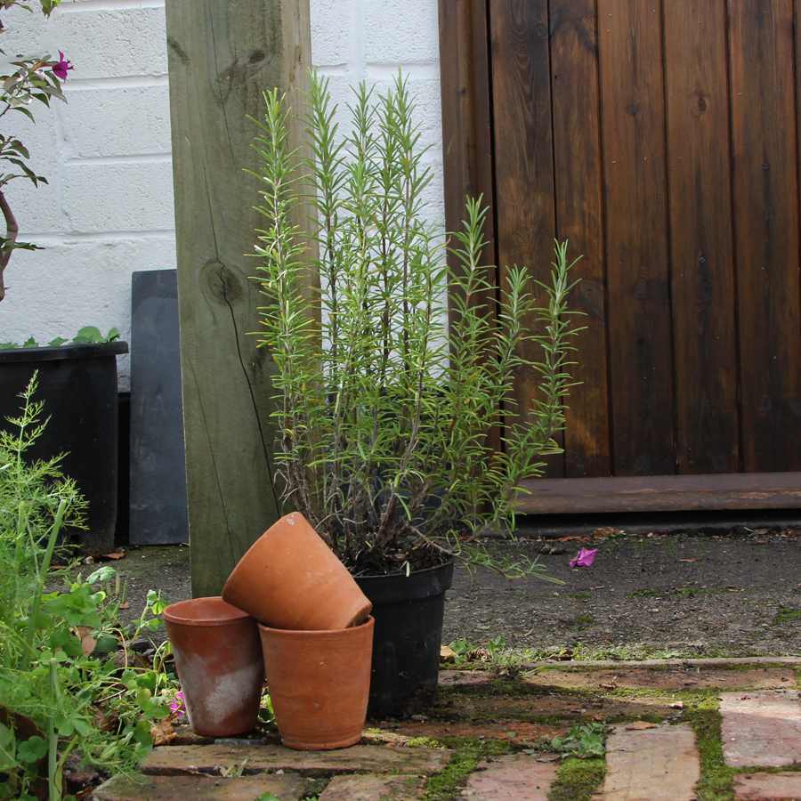 Rosemary Plant Gift UK