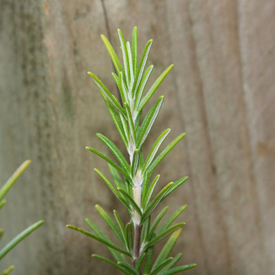 Close up of Rosemary Plant needles