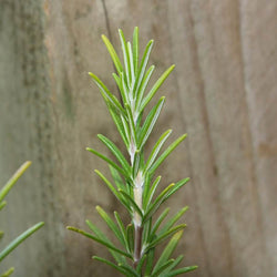 Pair of Rosemary Plant Gifts - Herbs and Aromatics - Tree2mydoor