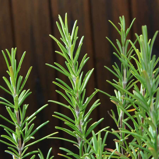 Pair of Rosemary Plant Gifts | Herb Gifts from Tree2mydoor