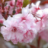 Royal Burgundy Cherry Blossom