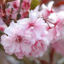 Royal Burgundy Flowering Cherry Gift - Flowering Tree Gift - Tree2mydoor