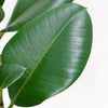 Close up of a Rubber Plant leaf