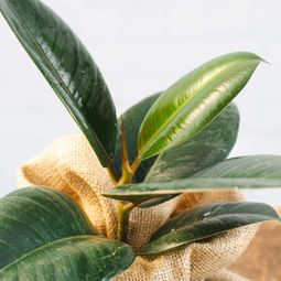 Image of a Rubber Plant gift close up