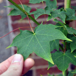 Red Rubrum Maple Tree - Gardeners Club - Tree2mydoor