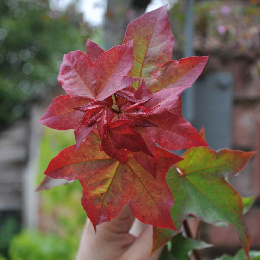 Rubrum Maple Tree