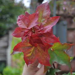 Red Rubrum Maple Tree - Gardeners Club - Tree2mydoor