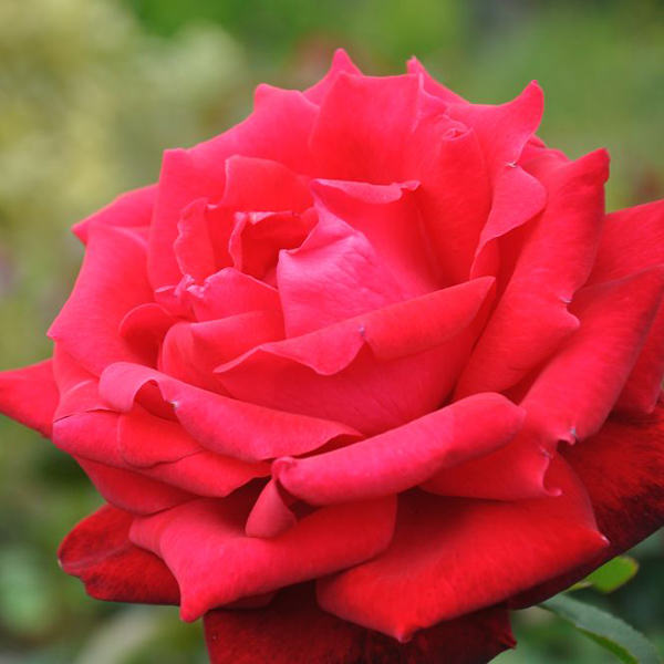 Ruby Anniversary Rose Bush Gift