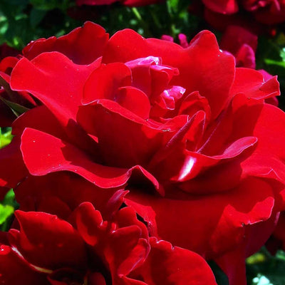 Ruby Anniversary Rose Bush