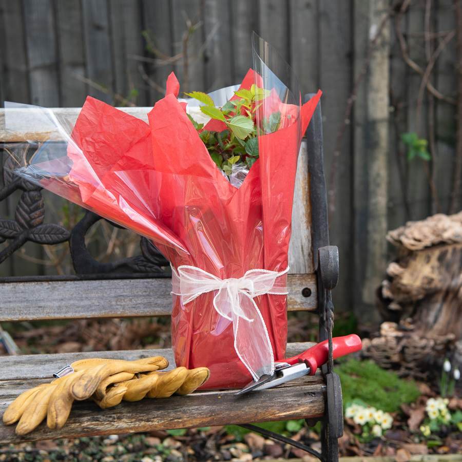 Ruby Anniversary Rose Bush Gift - Rose Bush Gift - Tree2mydoor