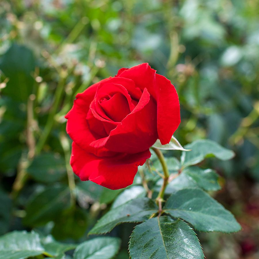 Ruby 40th Anniversary Rose Gift - Rose Bush Gift - Tree2mydoor