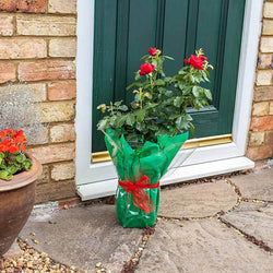 Ruby 40th Anniversary Rose Gift - Rose Bush Gift - Tree2mydoor