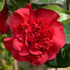 Ruby Wedding Camellia Gift