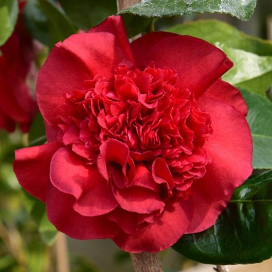 Ruby Wedding Camellia Gift - Camellia Tree Gift - Tree2mydoor