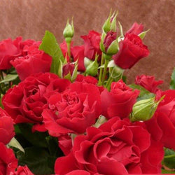 Ruby Wedding Celebration Patio Rose Gift - Rose Bush Gift - Tree2mydoor