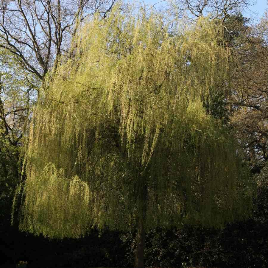 12L Salix alba 'Tristis' 1.5m - Gardeners Club - Tree2mydoor
