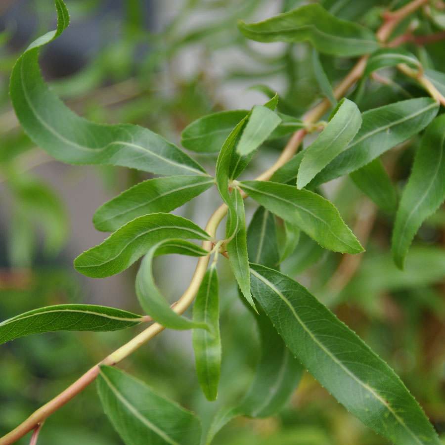 Golden Curls Willow Tree Gift - Gardeners Club - Tree2mydoor