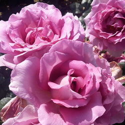 Sapphire 45th Anniversary Rose Bush Gift - Rose Bush Gift - Tree2mydoor